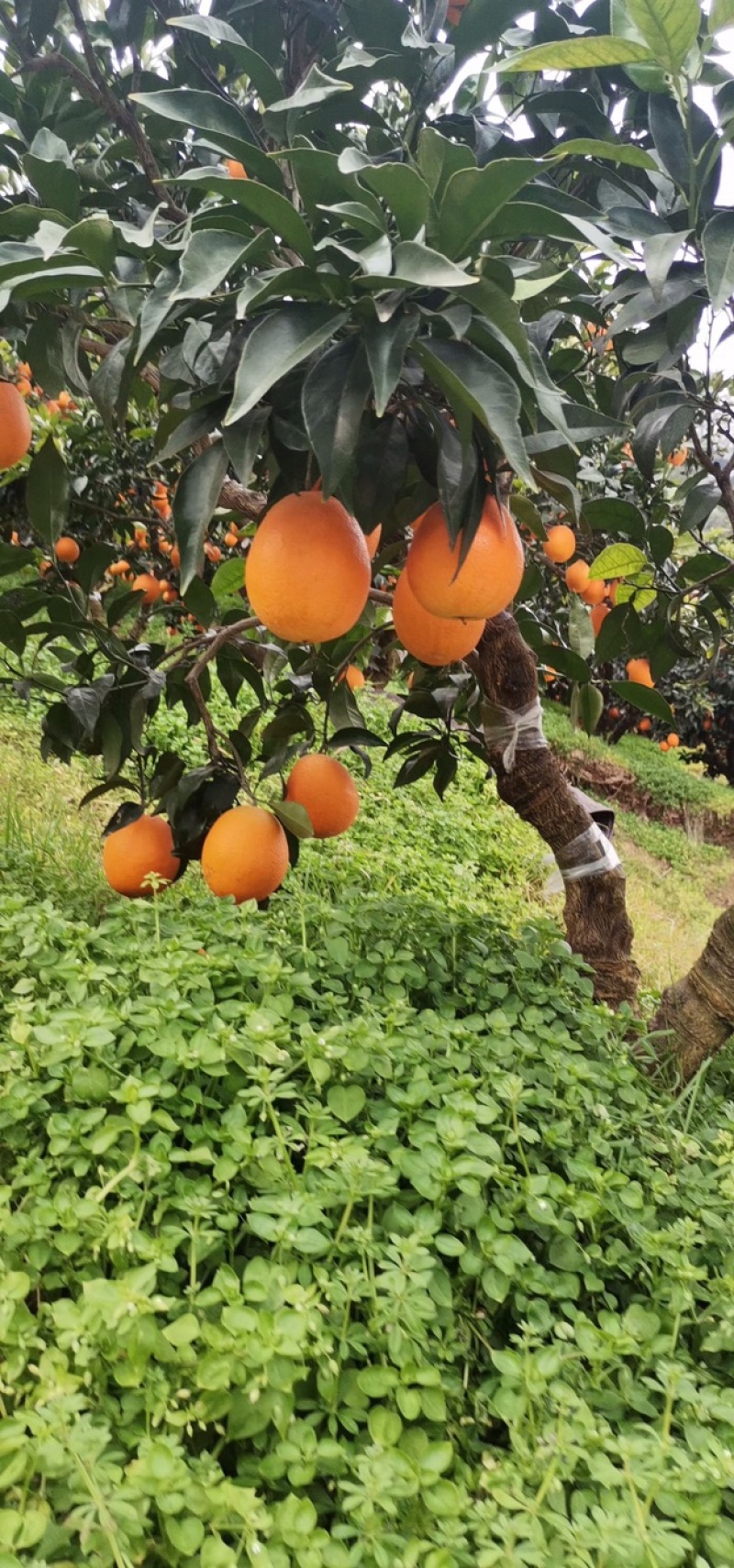 湖北秭归橙子早熟伦晚脐橙口感佳地头看货