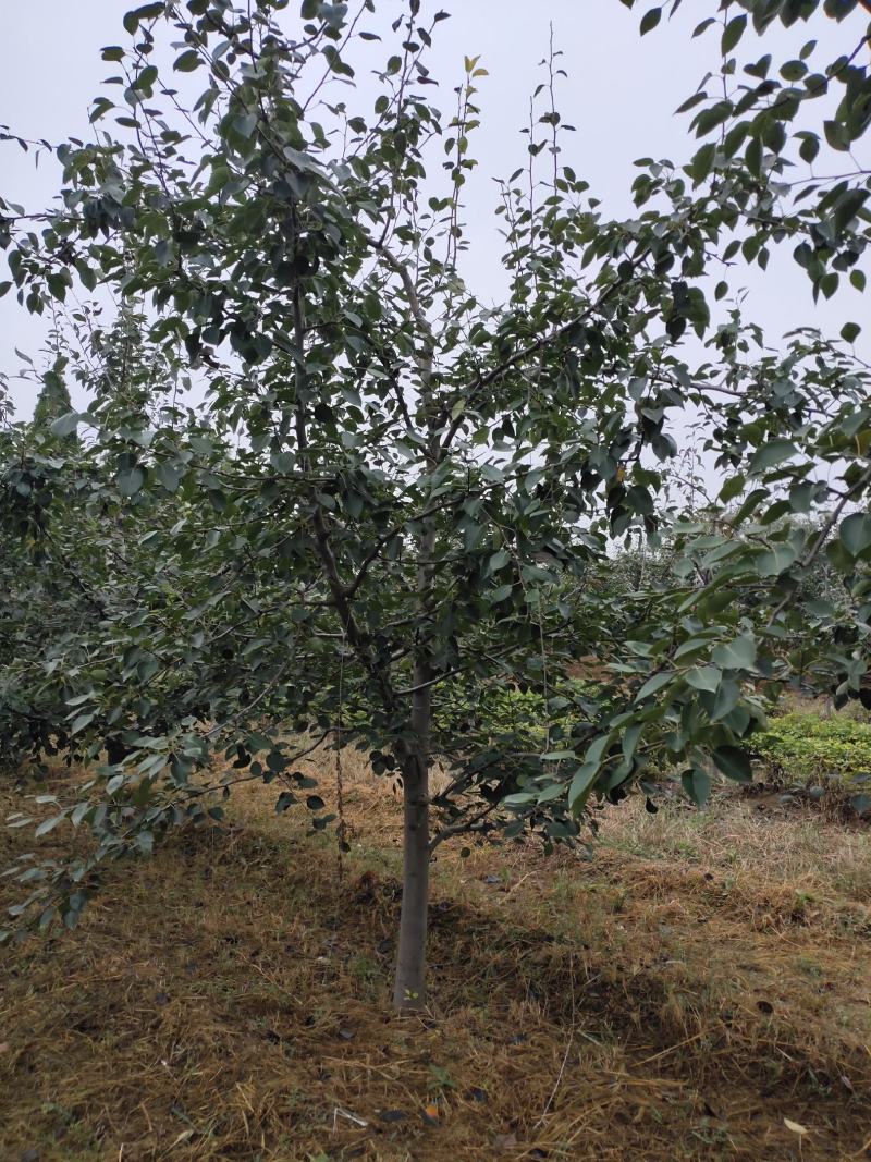 梨树5公分梨树8公分梨树10公分梨树