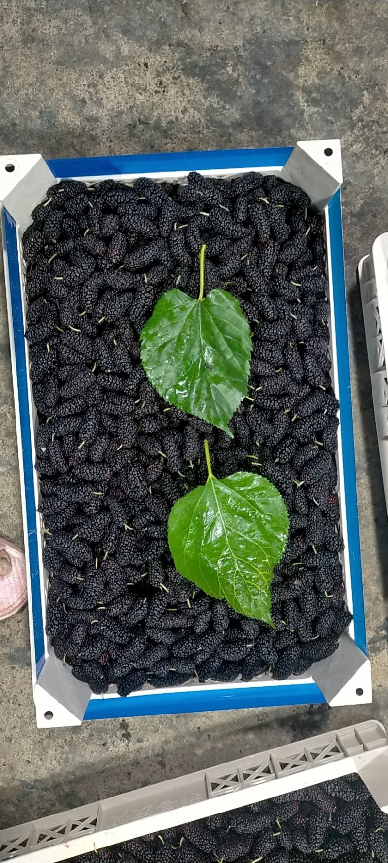 【精选】广东桑葚，桑果现摘发，保证新鲜，欢迎选购！
