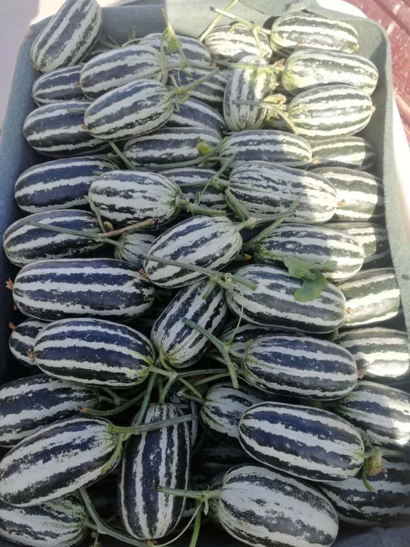 精品博洋九号供应中，诚信瓜果蔬菜供应链欢迎全国各地老板前