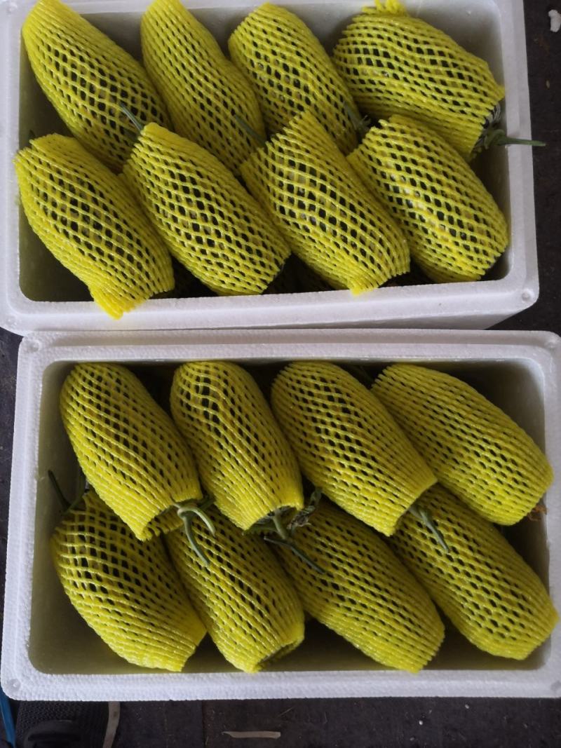 精品博洋九号供应中，诚信瓜果蔬菜供应链欢迎全国各地老板前