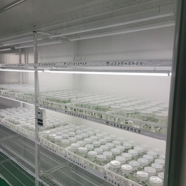 河南尉氏有实力的红薯苗基地