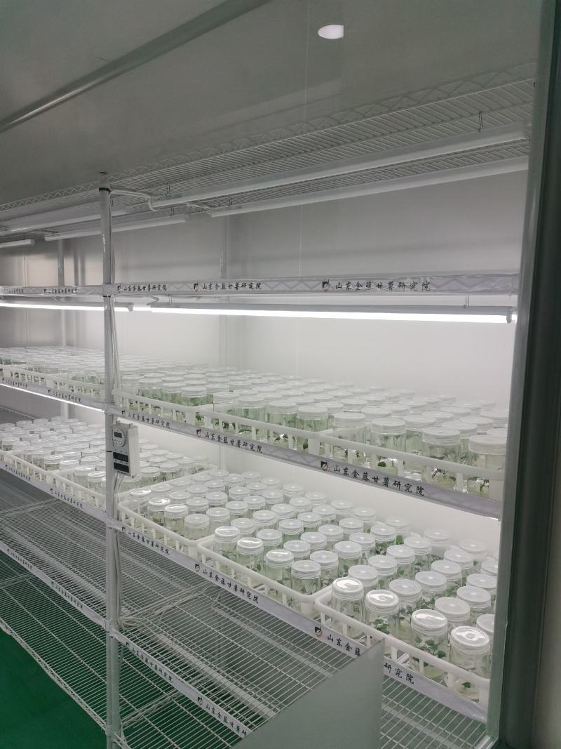 河南尉氏有实力的红薯苗基地