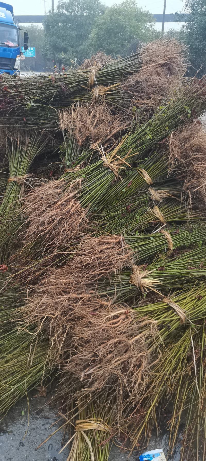 现货批发枫香苗，一年生裸根苗，基地直供，江西造林苗海量供