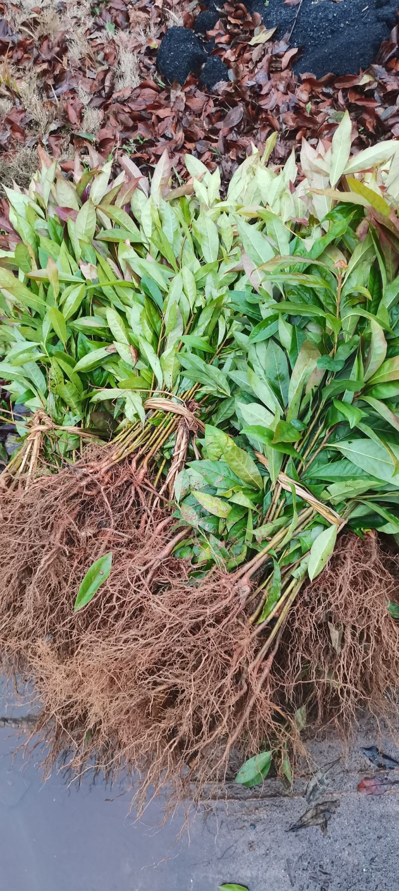 木荷小苗，防火林树，江西木荷造林苗，一级苗，自产自销