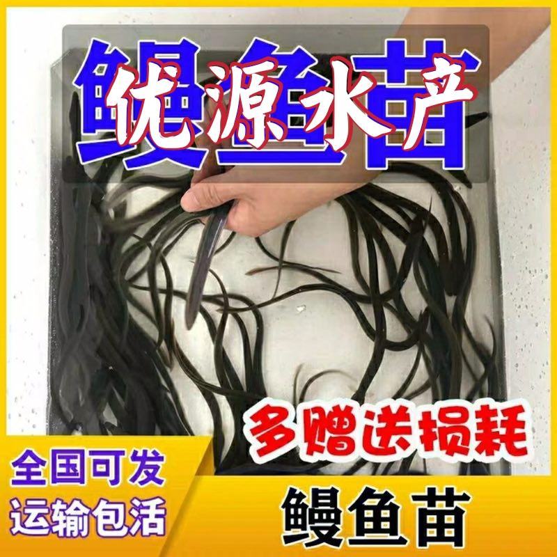 鳗鱼苗，花鳗、美洲鳗，日本鳗，各种规格齐全