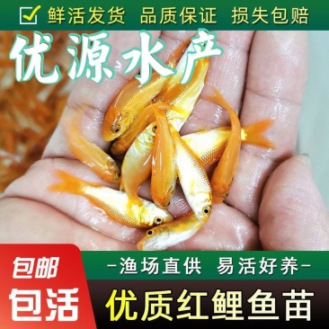 兴国红鲤鱼苗、杂食性品种、人工养殖、放生鱼苗