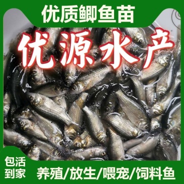 【鲫鱼苗】中科三号鲫鱼、中科五号、方正银鲫、白金鲫、
