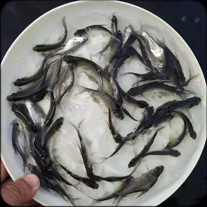 武鲳鱼苗，鱼场直发，质优价美