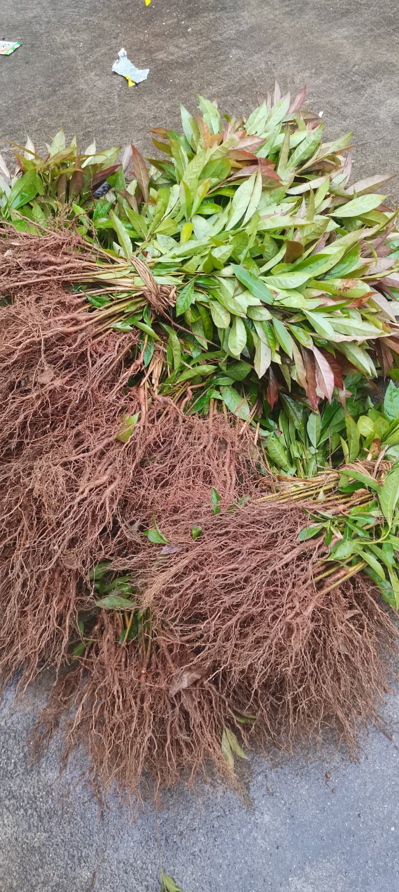 木荷杯苗裸根苗，1-3公分木荷海量供应，现货批发