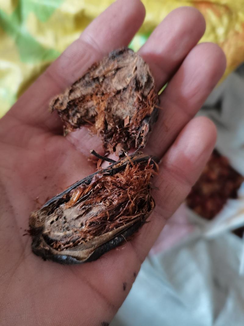 贯众南贯众批发零售下单联系亲