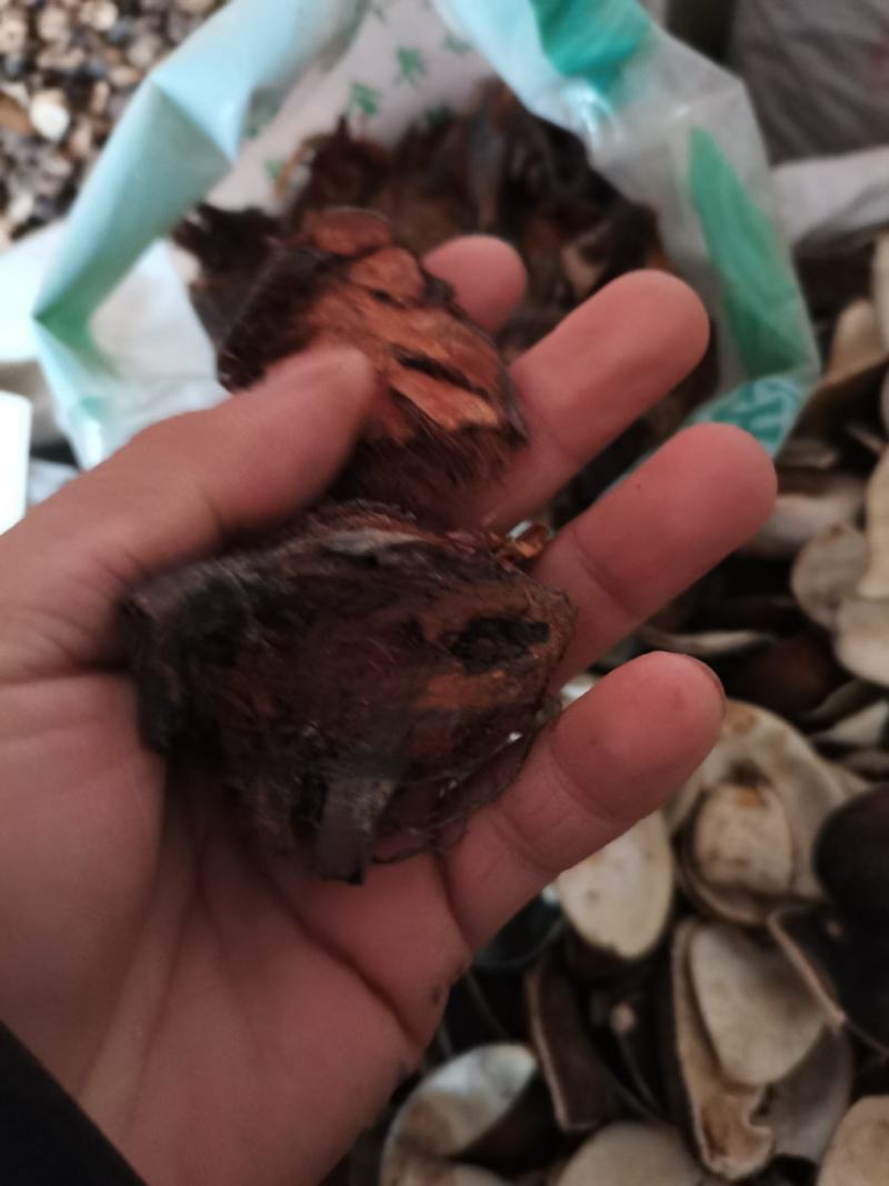 贯众南贯众批发零售下单联系亲