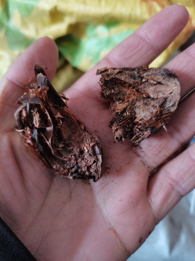 贯众南贯众批发零售下单联系亲