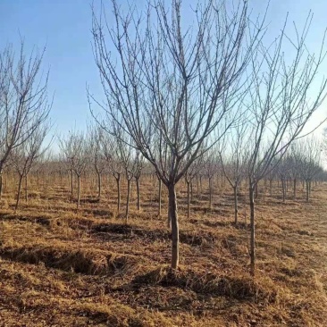 自家苗圃大量出售樱花，需要的联系。