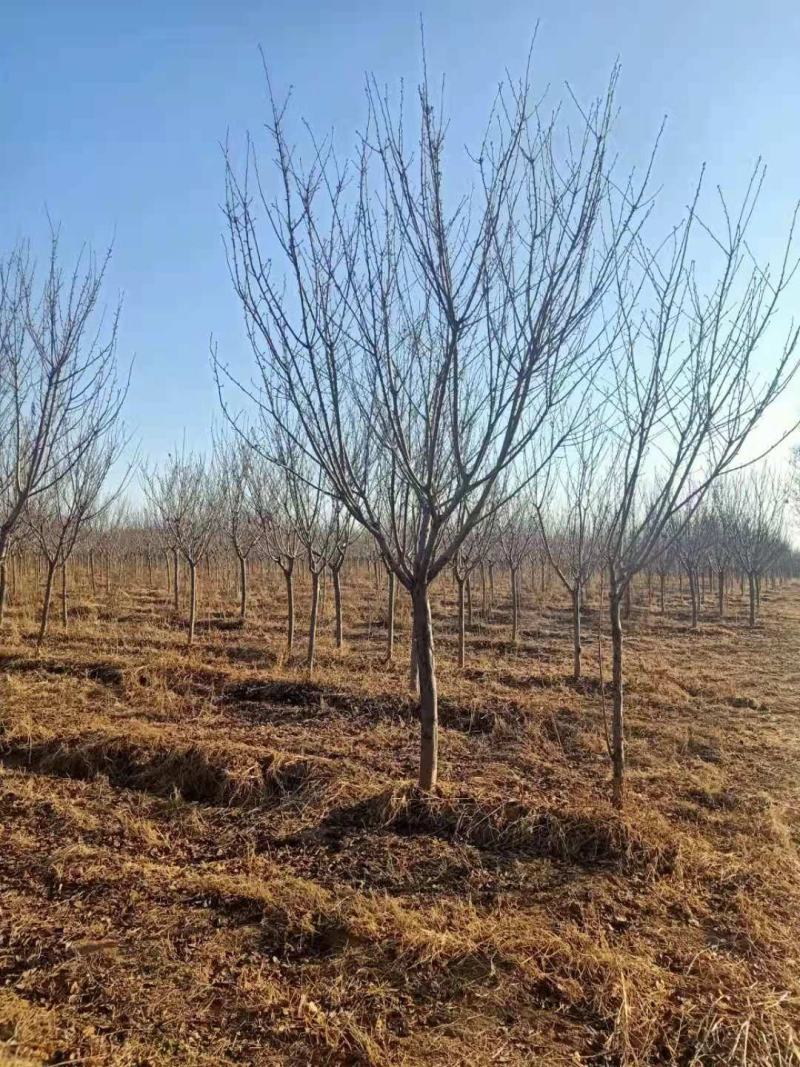 自家苗圃大量出售樱花，需要的联系。