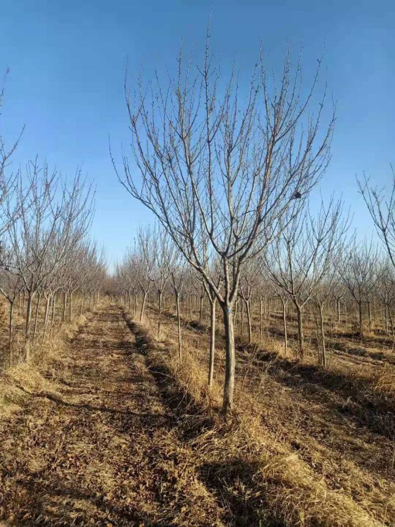 自家苗圃大量出售樱花，需要的联系。