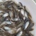 罗非鱼苗海南一号罗非鱼苗脆肉罗非鱼苗效益好