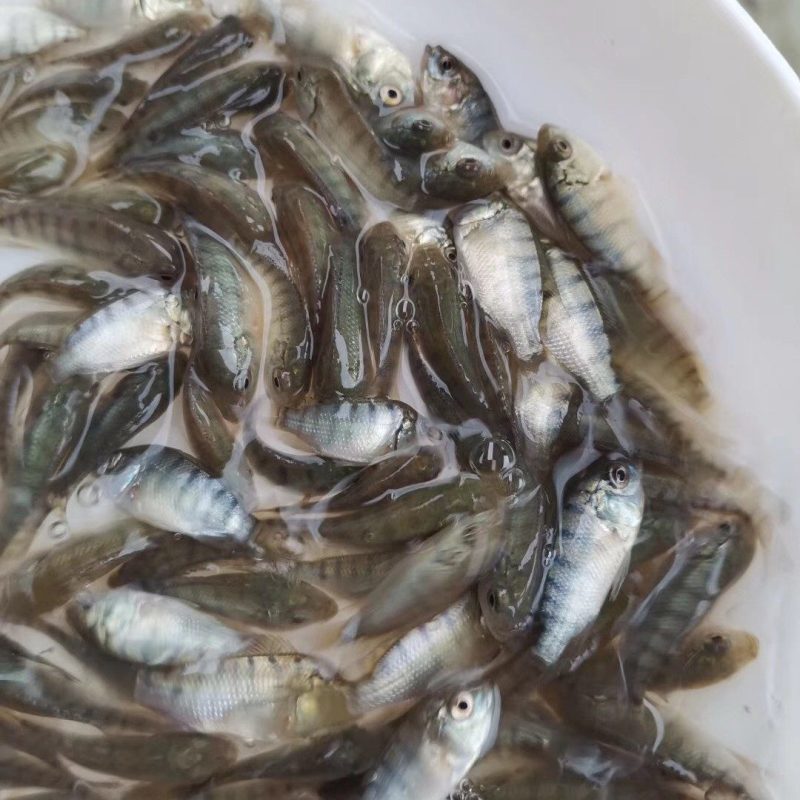 罗非鱼苗海南一号罗非鱼苗脆肉罗非鱼苗效益好