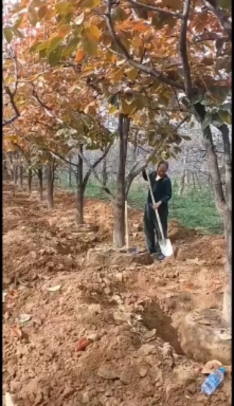 10公分柿子树装车5公分至20公分货源充足