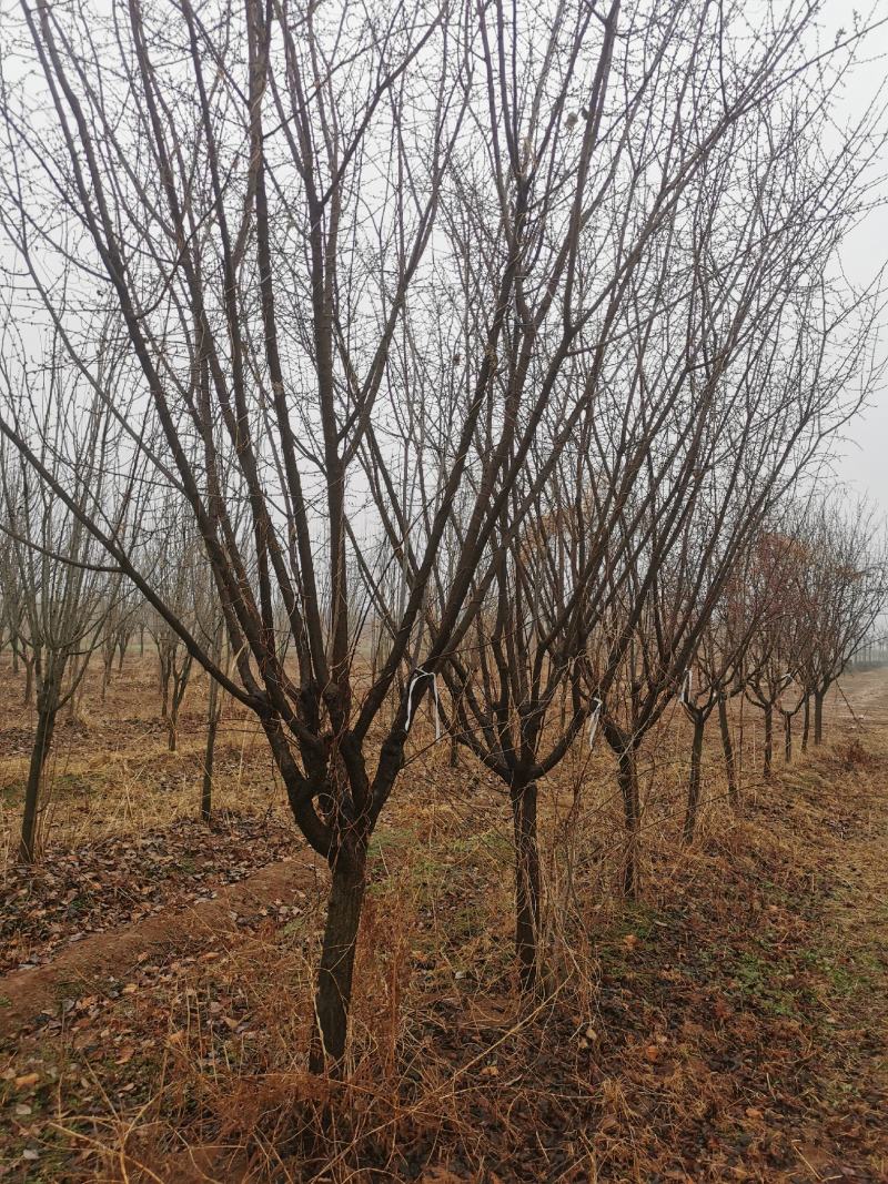 自家苗圃出售精品红梅