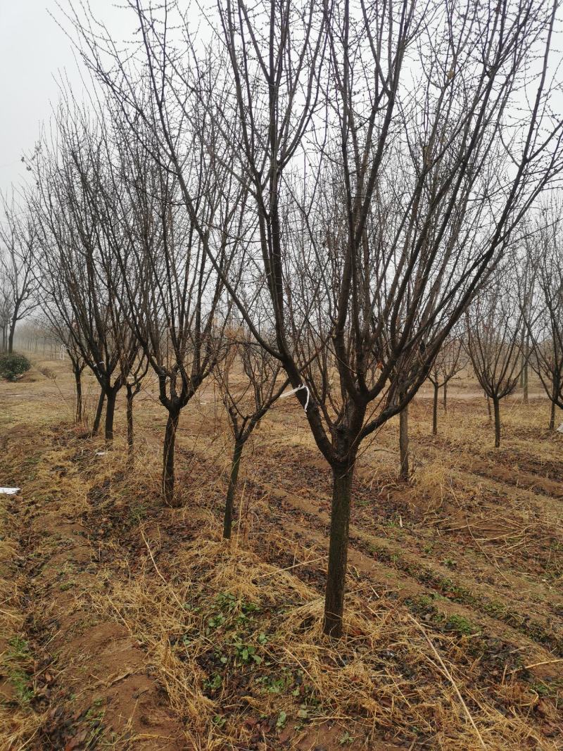 自家苗圃出售精品红梅