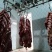带骨驴肋排马肋排肉新鲜肉大量持续供应检疫安全真空包装