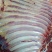 带骨驴肋排马肋排肉新鲜肉大量持续供应检疫安全真空包装