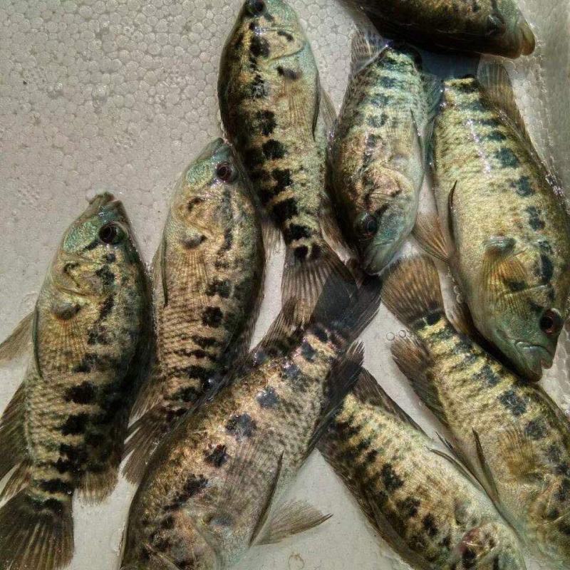 淡水石斑鱼苗鱼淡水花斑鱼苗石斑鱼苗好养殖食用鱼