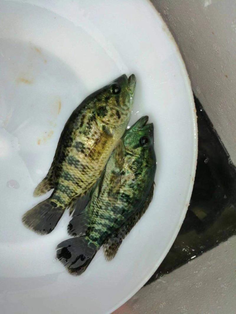 优质鲈鱼苗淡水加州鲈鱼苗大口黑鲈鱼路亚鱼