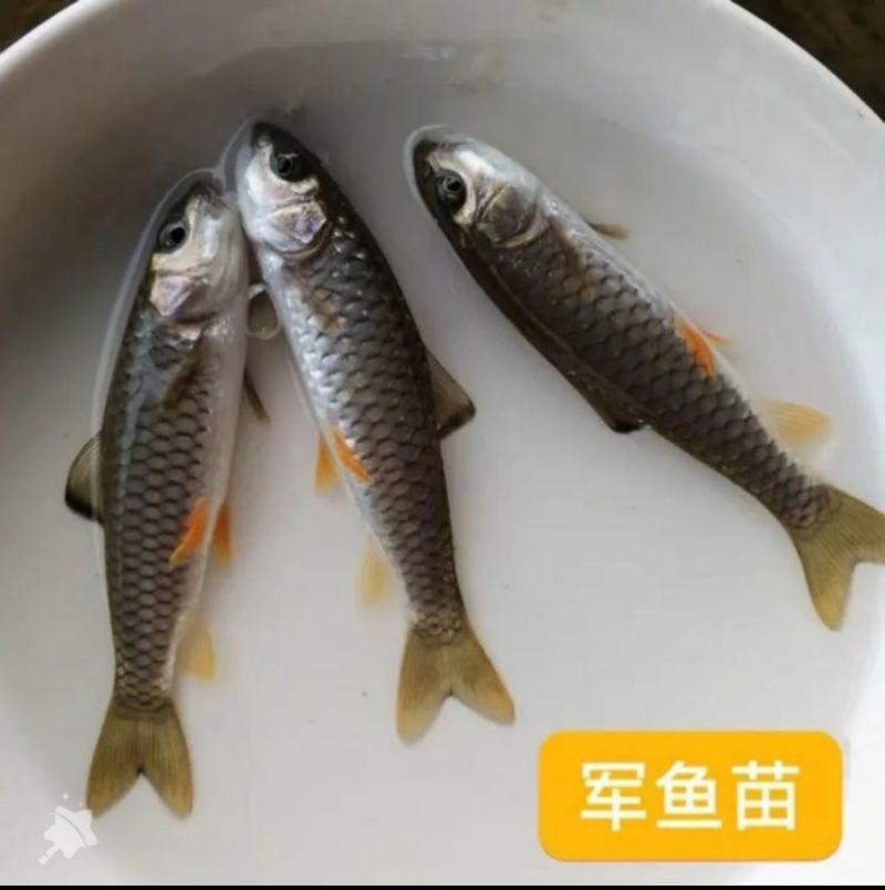 军鱼苗黄娟鱼青波鱼河坚青竹鲩鱼苗光倒刺鲅鱼