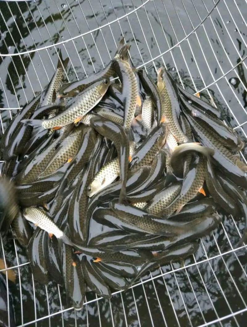 军鱼苗黄娟鱼青波鱼河坚青竹鲩鱼苗光倒刺鲅鱼
