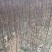 无刺接穗芽子保满有需要的