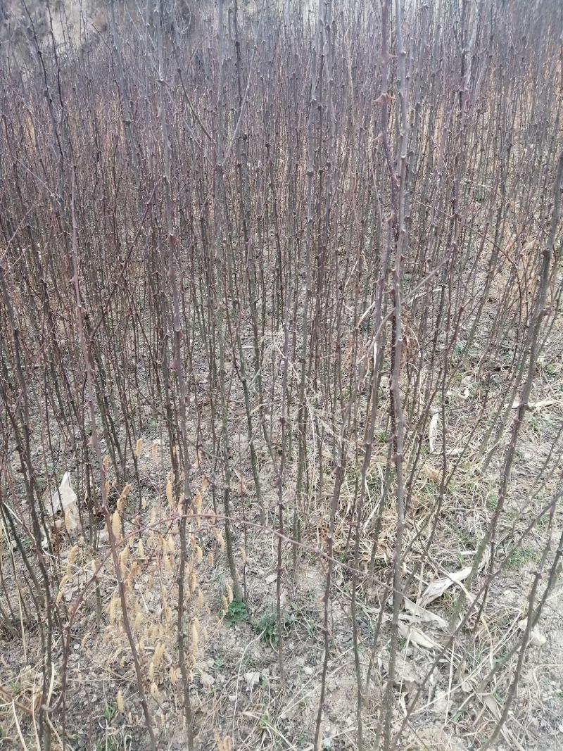 无刺接穗芽子保满有需要的