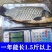 鲫鱼苗，支持全国空运汽运