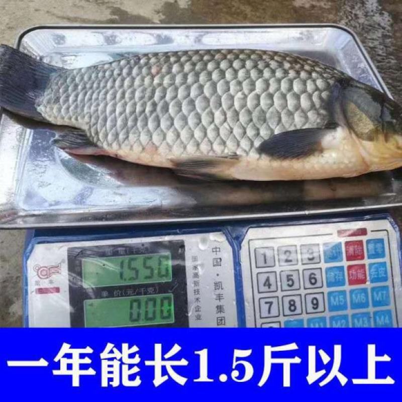 鲫鱼苗，支持全国空运汽运