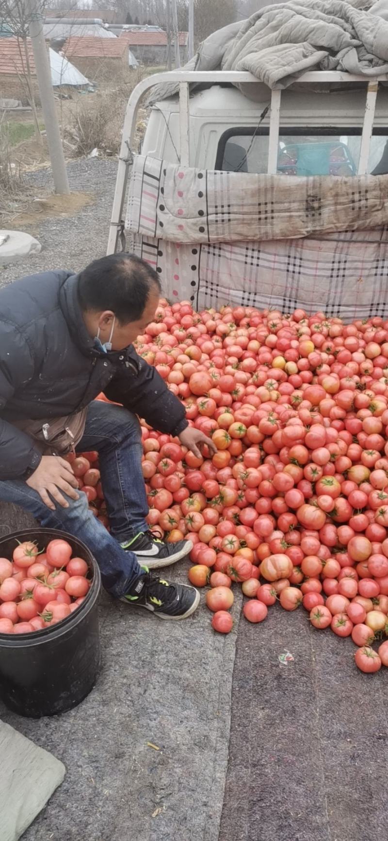 精品小西红柿，口感好，甜度高