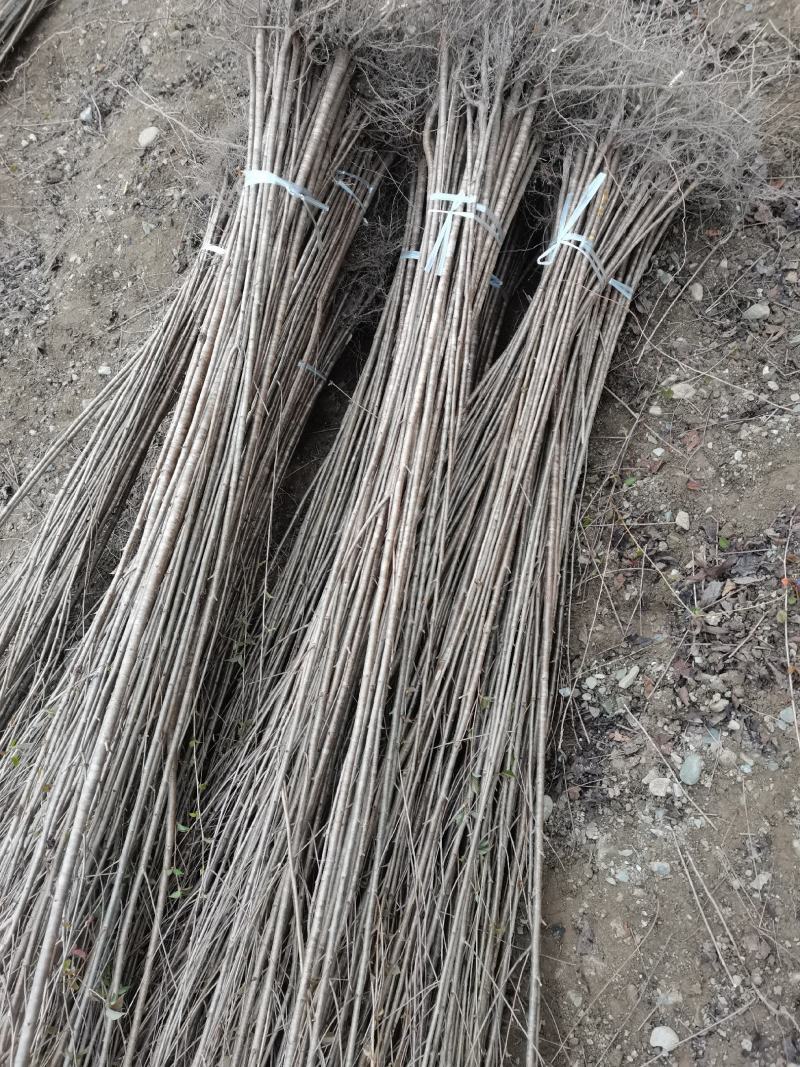 大青叶实生樱桃苗一年生，陕西汉中货源充足大量有货