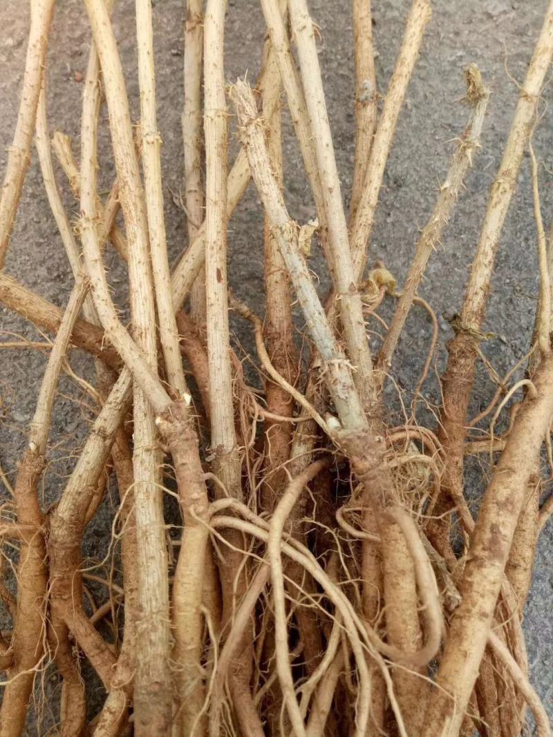 刺嫩芽苗（乌龙头刺老包）基地直发规格齐全欢迎咨询