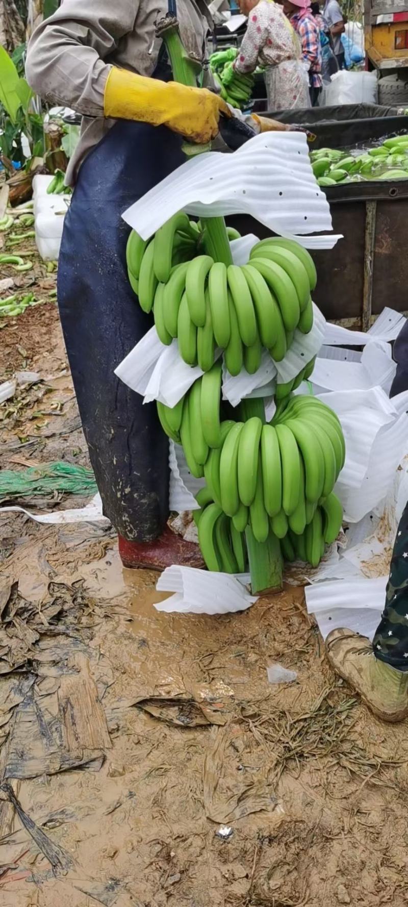 广西香蕉你想要的我都有，包你满意,服务十年,