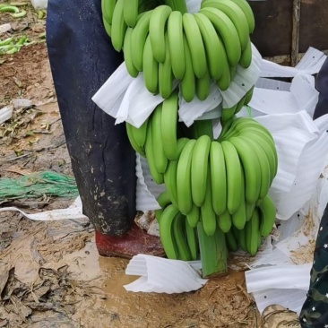 广西香蕉代办服务,服务十年质量安全可靠,任你仔细包你满意