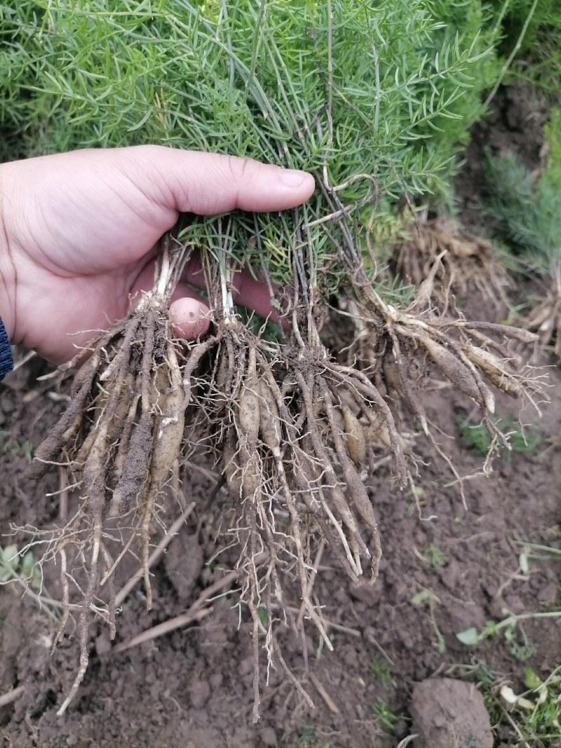 大天冬苗，纯3号品种