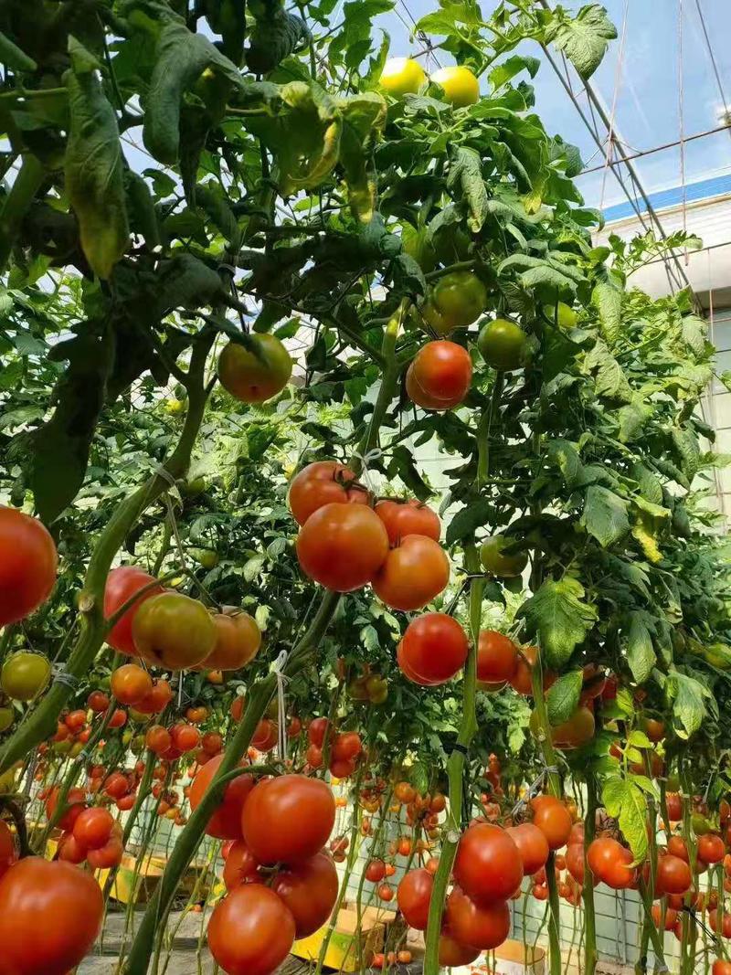 大红西红柿苗此品种产量高耐运输中型果。产地直发