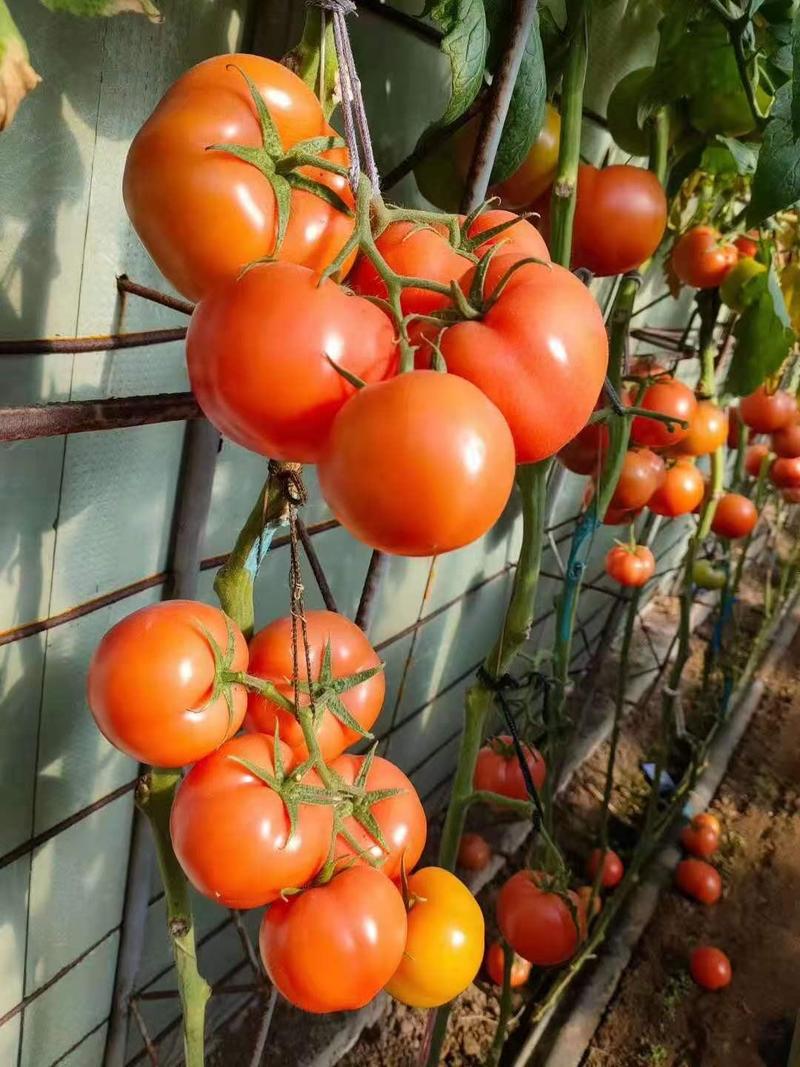 大红西红柿苗此品种产量高耐运输中型果。产地直发