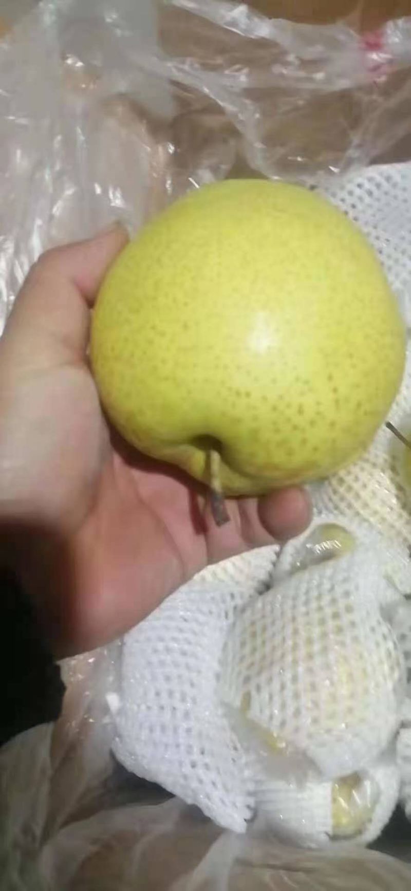 河北辛集黄冠梨货源充足，腊纸袋。价格不贵，口感好。