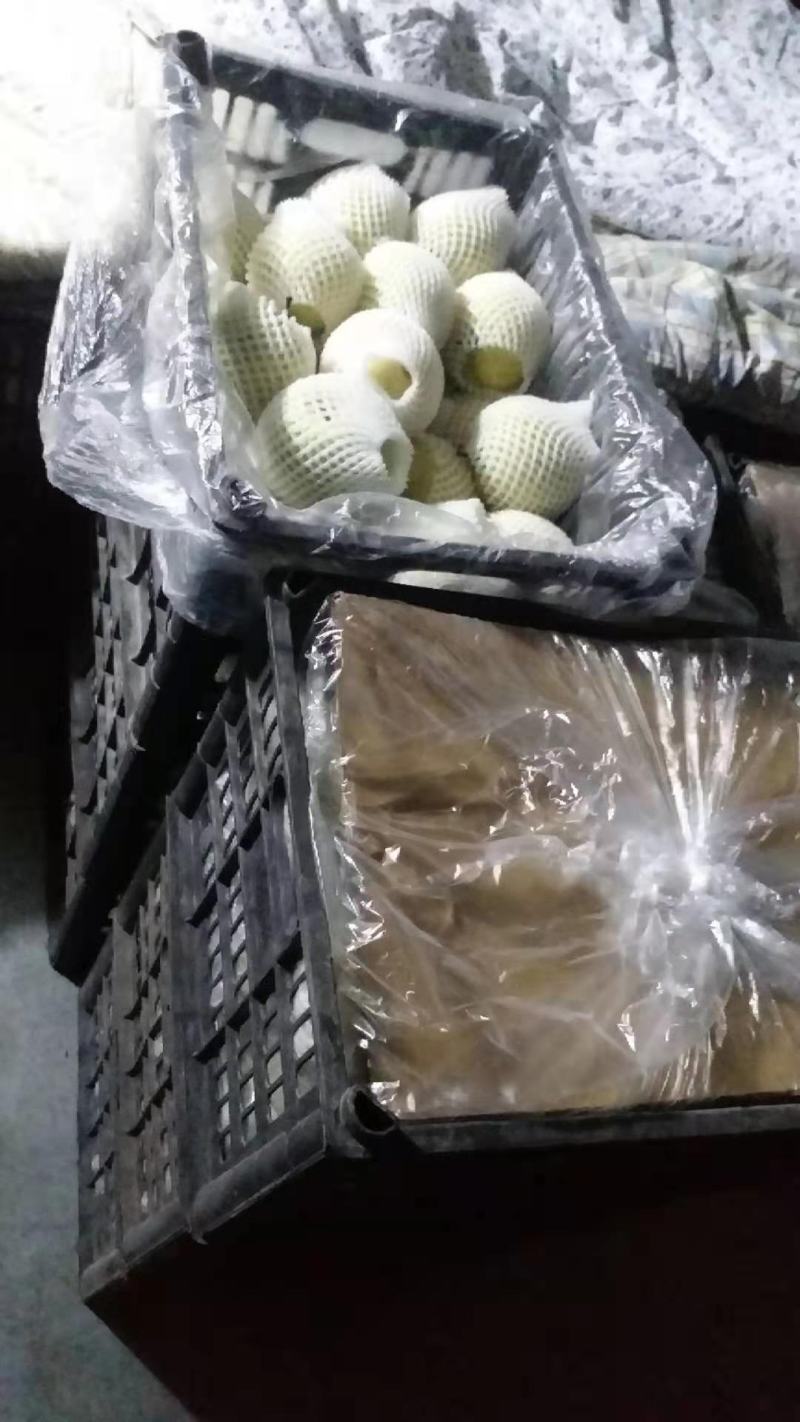 河北辛集黄冠梨货源充足，腊纸袋。价格不贵，口感好。