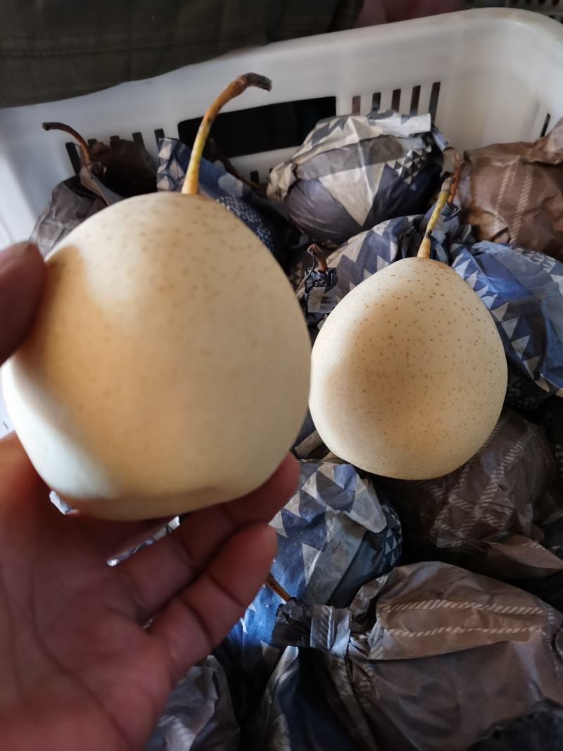 河北辛集黄冠梨货源充足，腊纸袋。价格不贵，口感好。