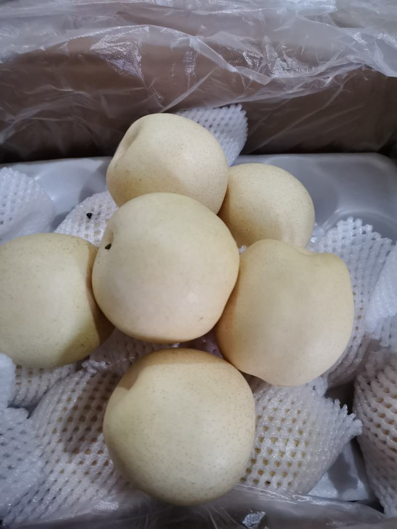河北辛集黄冠梨货源充足，腊纸袋。价格不贵，口感好。