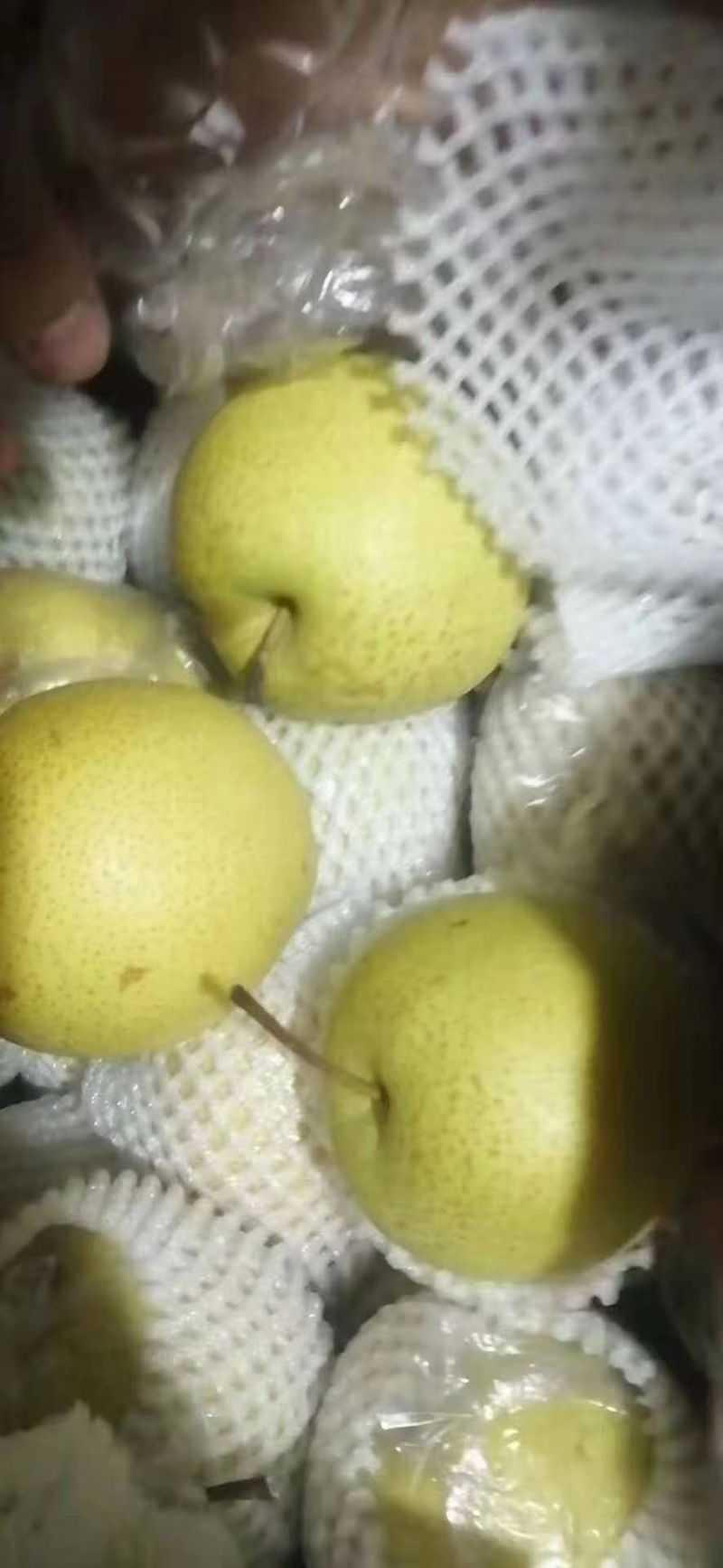 河北辛集黄冠梨货源充足，腊纸袋。价格不贵，口感好。