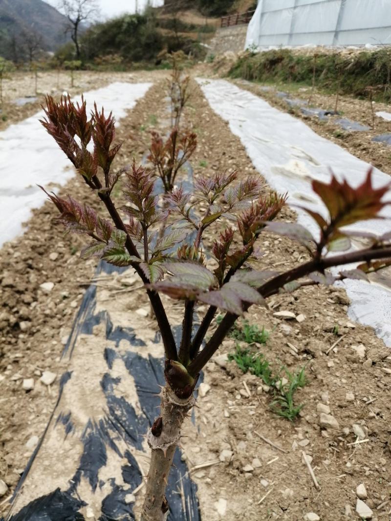 刺嫩芽刺老芽刺嫩包苗圃直供保成活率提供技术放心购买