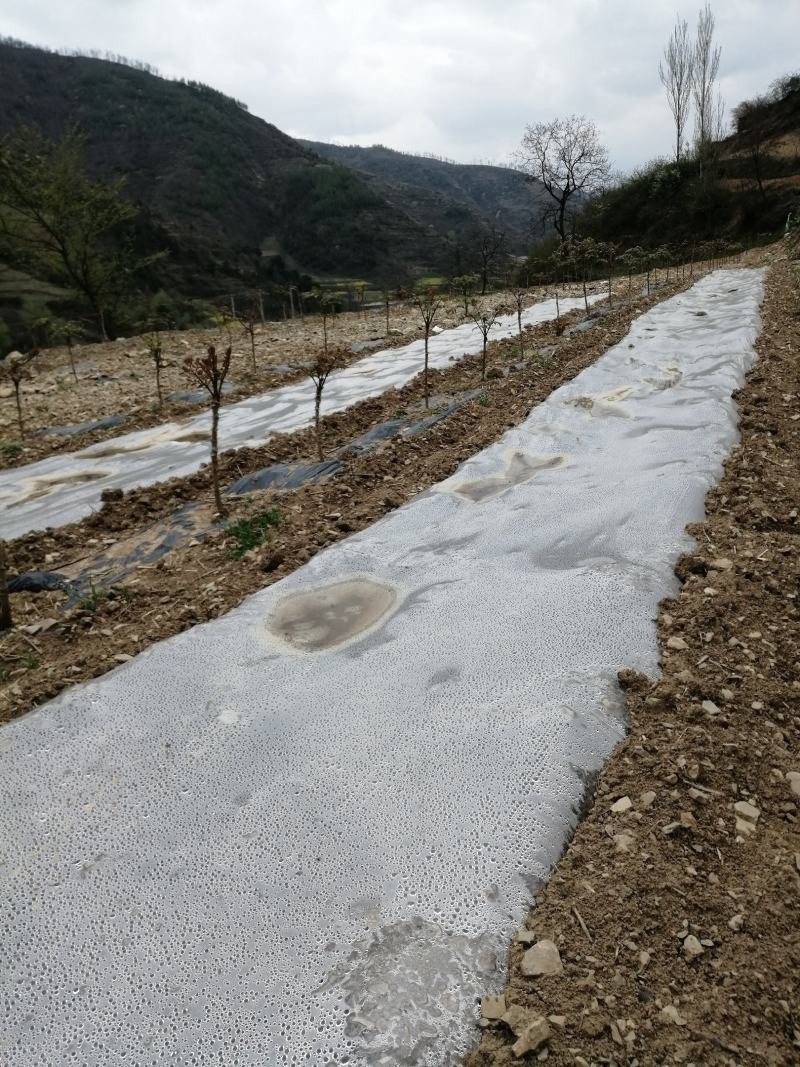 刺嫩芽刺老芽刺嫩包苗圃直供保成活率提供技术放心购买